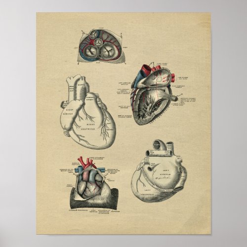 Human Heart Anatomy 1902 Vintage Print