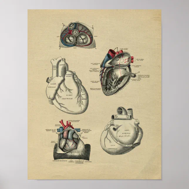 Human Heart Anatomy 1902 Vintage Print | Zazzle