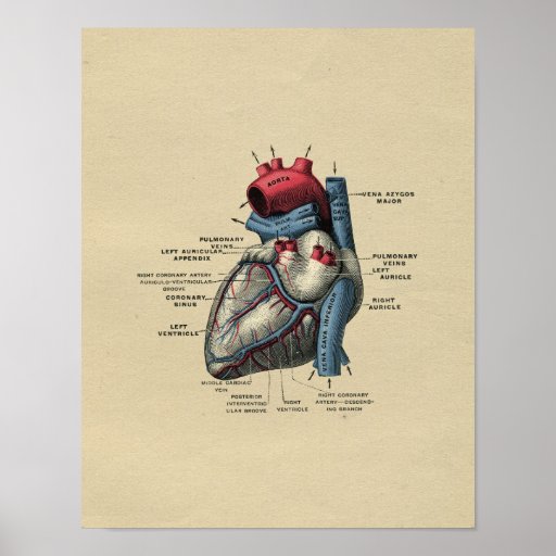 Human Heart Anatomy 1902 Vintage Print | Zazzle