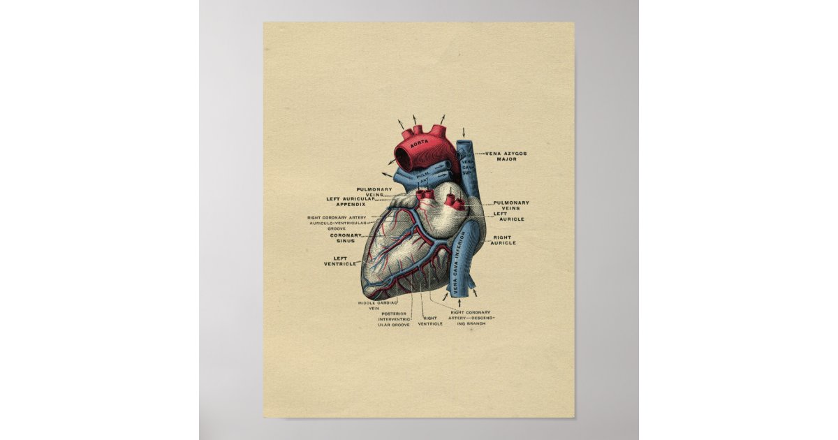 Human Heart Anatomy 1902 Vintage Print | Zazzle