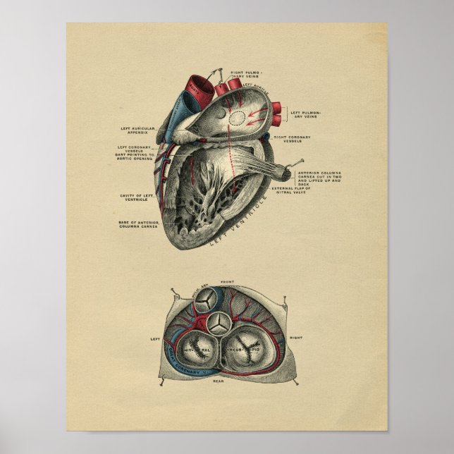 Human Heart Anatomy 1902 Vintage Print (Front)