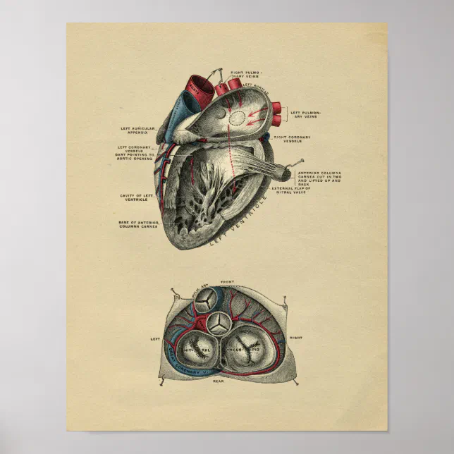 Human Heart Anatomy 1902 Vintage Print | Zazzle