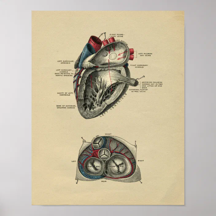 Human Heart Anatomy 1902 Vintage Print | Zazzle.com