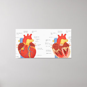 Human heart anatomy canvas print