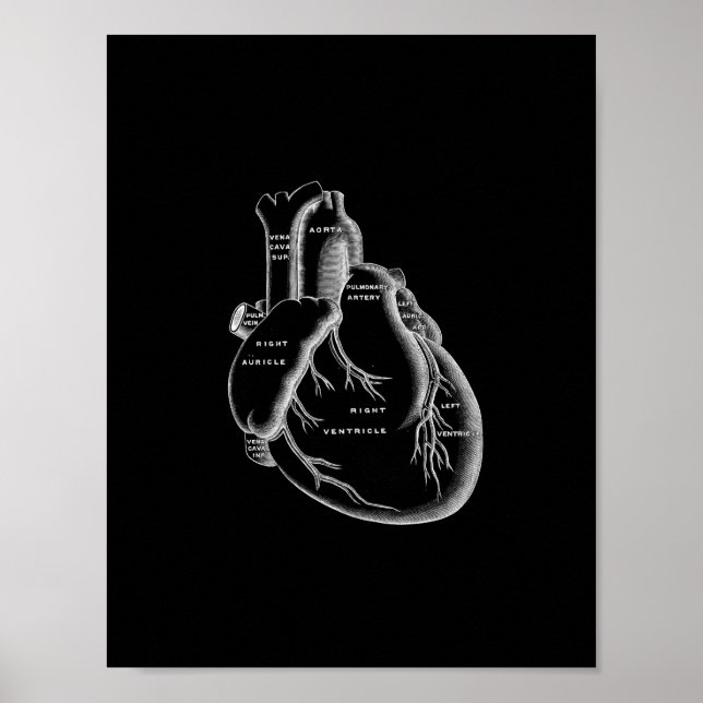 Human Heart Anatomy in Black and White Print (Front)