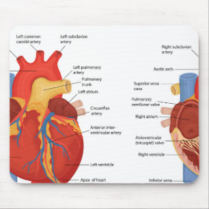 Human heart anatomy mouse pad