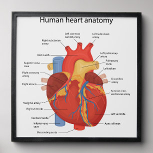 Human heart anatomy peel and stick photo tile