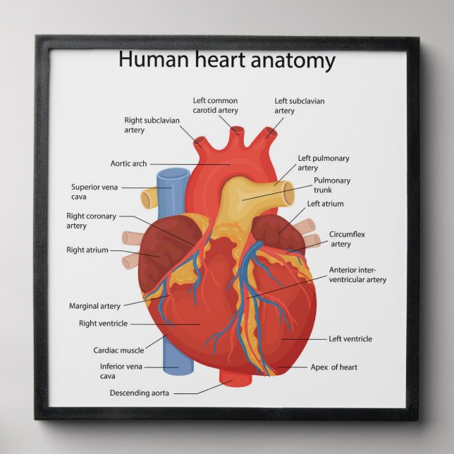Human heart anatomy peel and stick photo tile (Front Set)