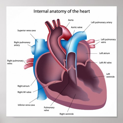 Human Heart Anatomy Poster