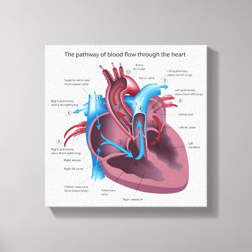 Human heart anatomy stretched canvas print
