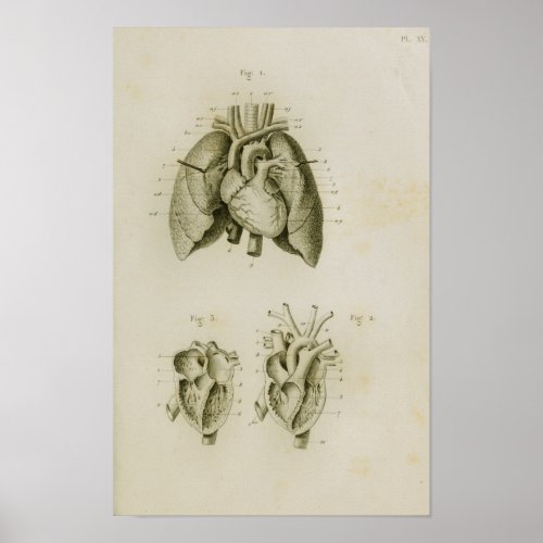 Human Heart and Lungs Vintage Anatomy Print
