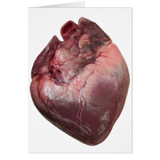 Human Heart Cards (Front)
