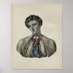 Human Heart Chest Anatomy Vintage Print