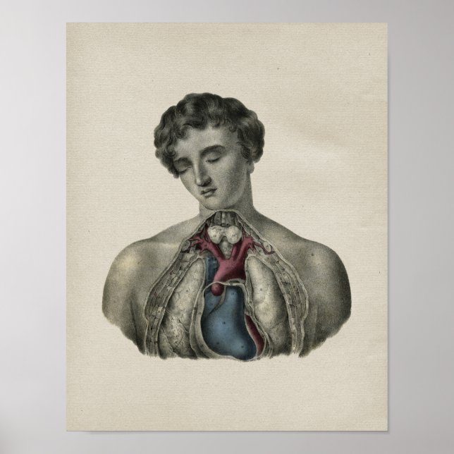 Human Heart Chest Anatomy Vintage Print (Front)