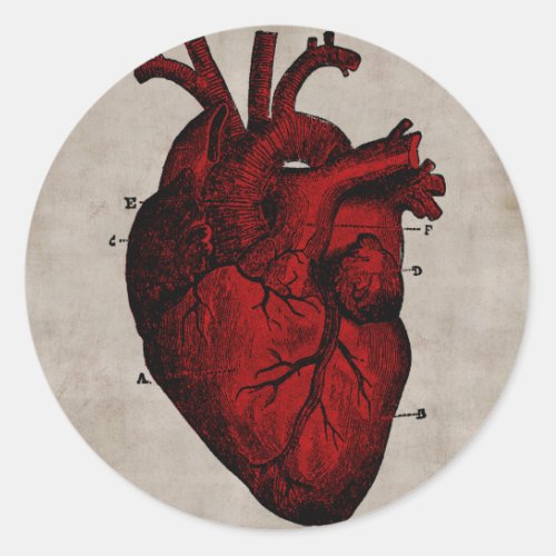 Human Heart Classic Round Sticker