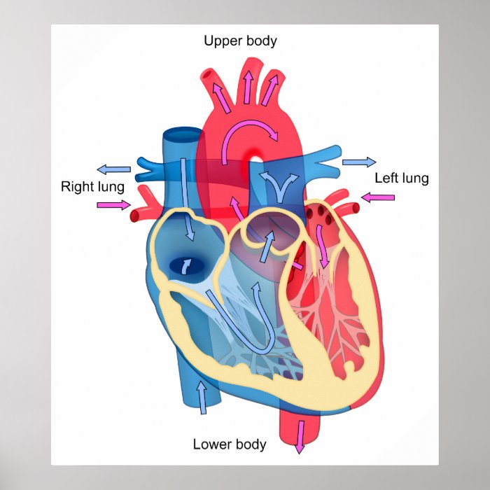 Diagram of the Individual Parts of the Human Heart Print