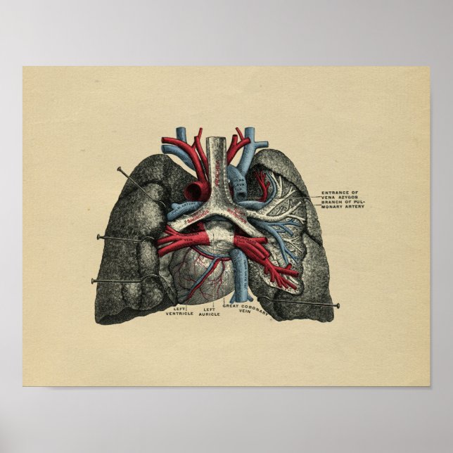 Human Heart Lungs Anatomy 1902 Vintage Print (Front)