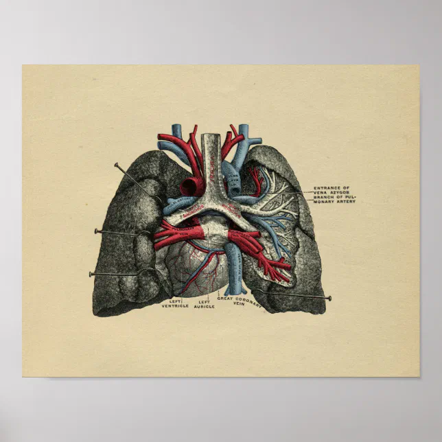 Human Heart Lungs Anatomy 1902 Vintage Print | Zazzle