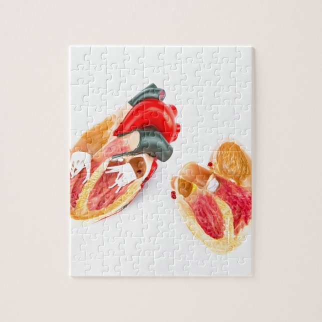 Human heart model isolated on white background jigsaw puzzle (Vertical)