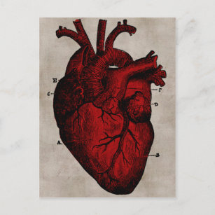 Human Heart Postcard