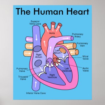 Human Heart Poster by jetglo at Zazzle
