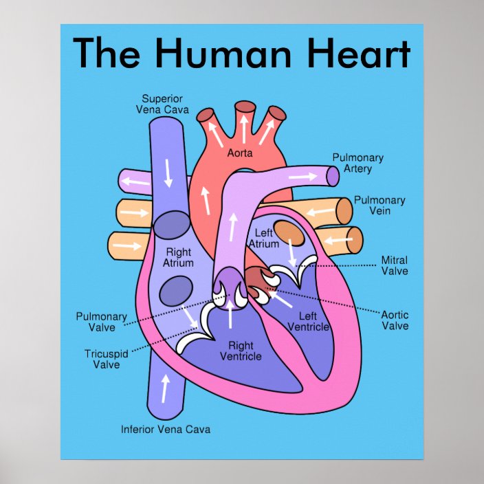 Human Heart Poster | Zazzle.com