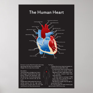Human Heart Poster