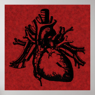 Human Heart Poster