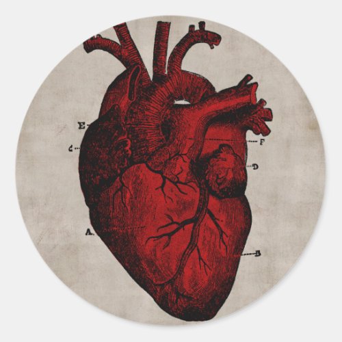 Human Heart Sticker