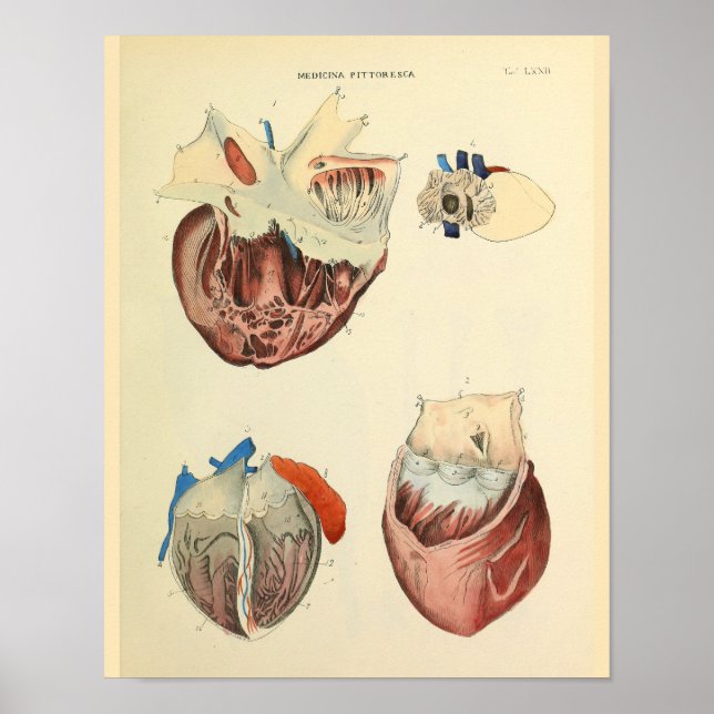 Human Heart Vintage Anatomy Art Print (Front)