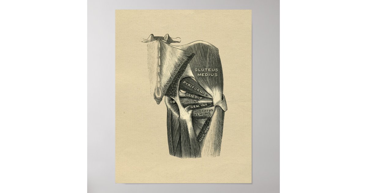 Human Hip Anatomy 1902 Vintage Print | Zazzle