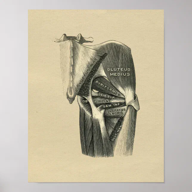 Human Hip Anatomy 1902 Vintage Print | Zazzle