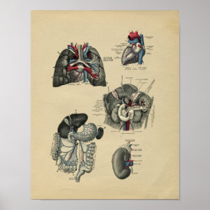 Human Internal Anatomy 1902 Vintage Print