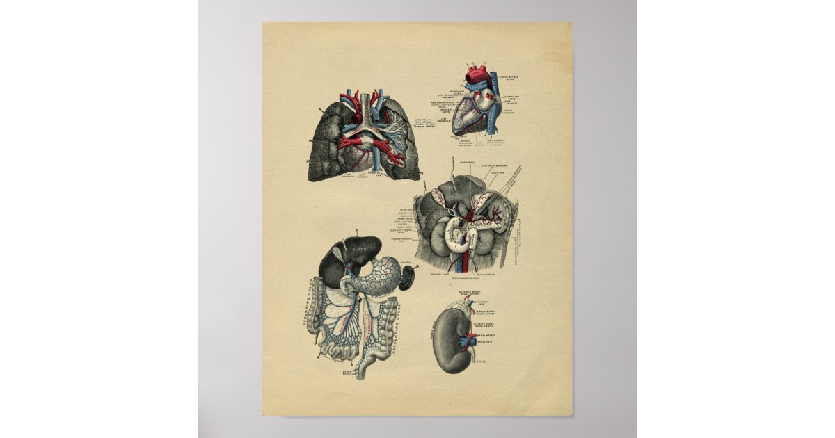 Human Internal Anatomy 1902 Vintage Print | Zazzle