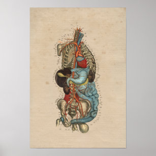 Human Internal Artery Anatomy 1841 Print