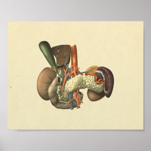 Human Internal Organs Anatomy Print
