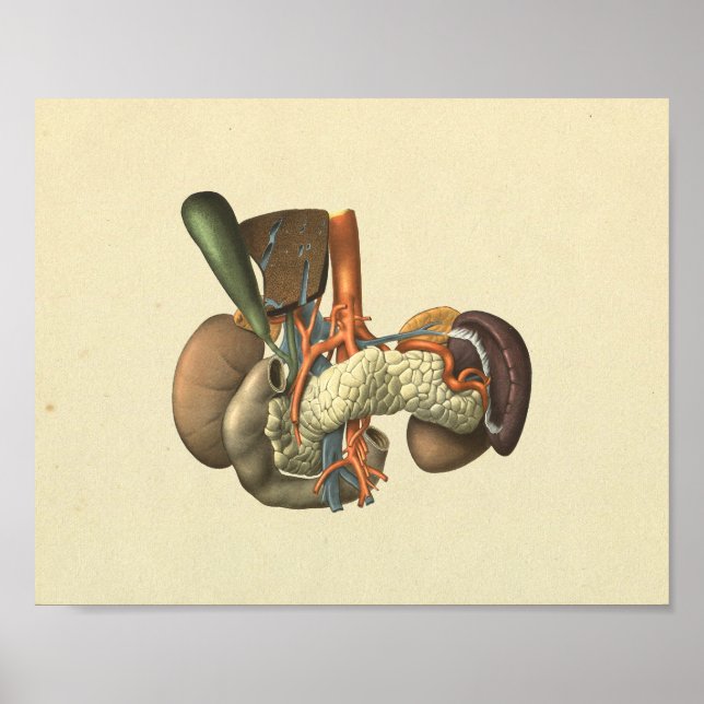 Human Internal Organs Anatomy Print (Front)