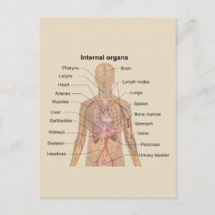 Human Internal Organs Chart Postcard