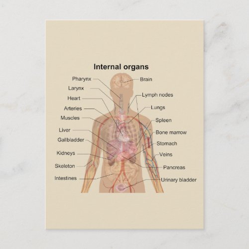 Human Internal Organs Chart Postcard