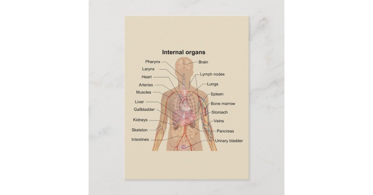 Human Internal Organs Chart Postcard | Zazzle