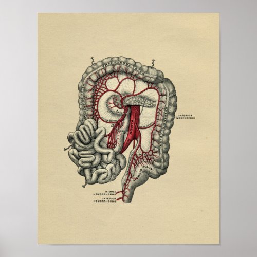 Human Intestinal Anatomy 1902 Vintage Print