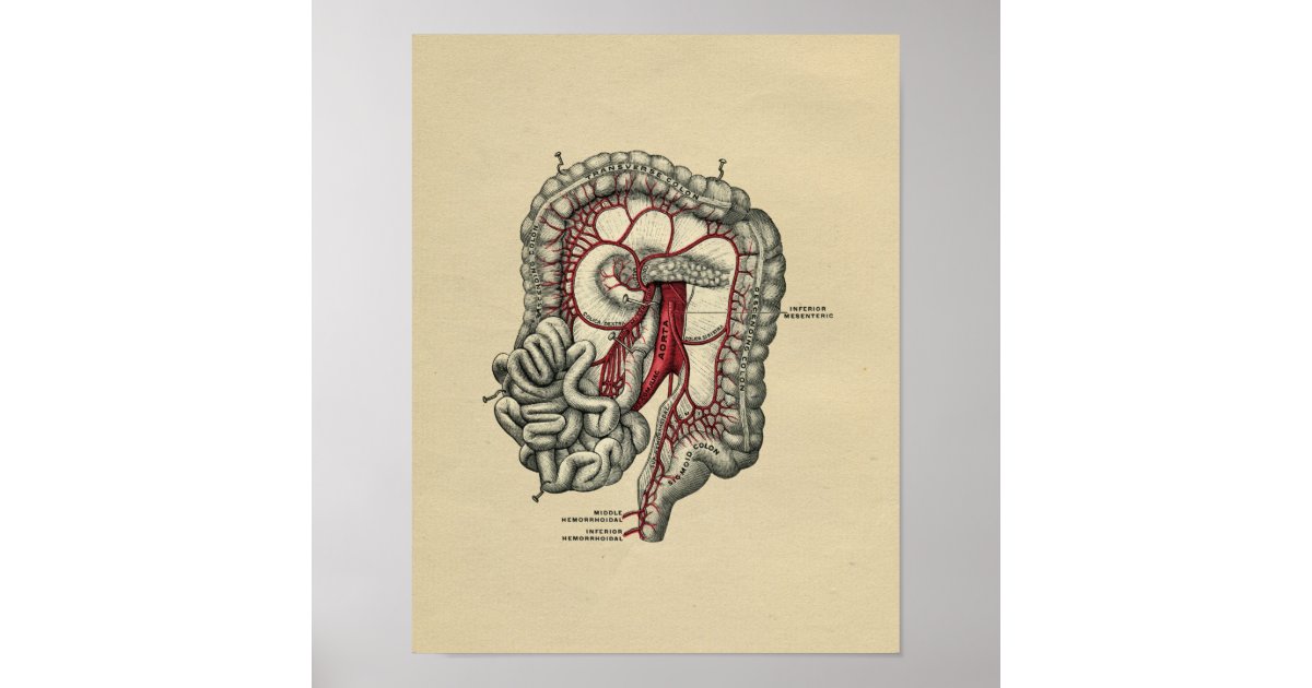 Human Intestinal Anatomy 1902 Vintage Print | Zazzle