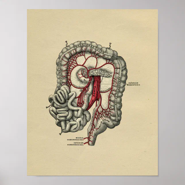 Human Intestinal Anatomy 1902 Vintage Print | Zazzle