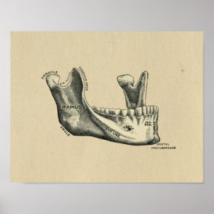 Human Jaw Anatomy 1902 Vintage Print