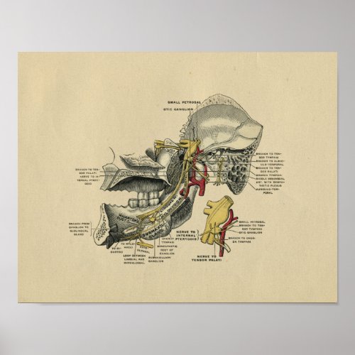 Human Jaw TMJ Anatomy 1902 Vintage Print