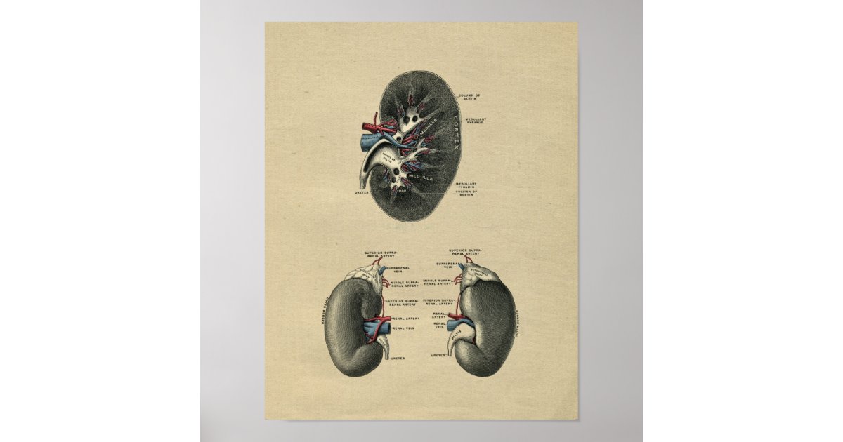 Human Kidney Anatomy 1902 Vintage Print | Zazzle