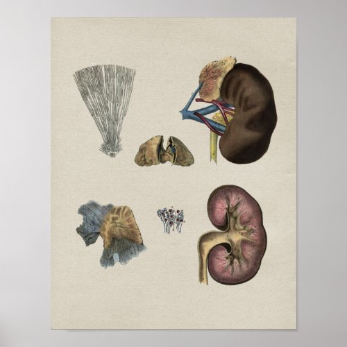 Human Kidney Anatomy Vintage Print