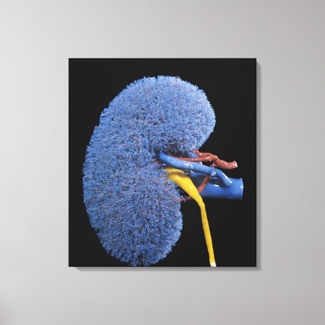 Human Kidney Circulation Canvas Print (Front)