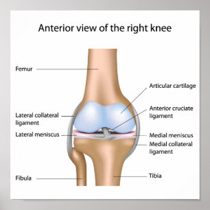 Human knee joint anatomy Poster