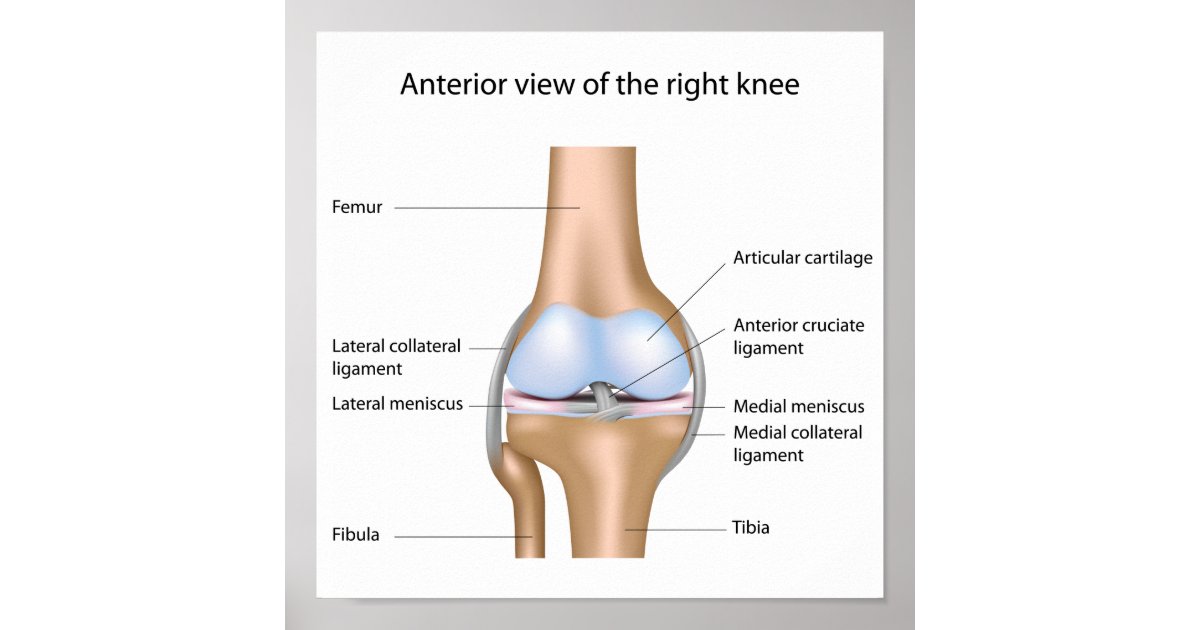 Human knee joint anatomy Poster | Zazzle.com